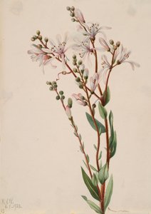Tarflower Befaria racemosa door Mary Vaux Walcott