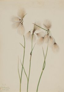 Pluimveengras Eriophorum angustifolium, 1920 door Mary Vaux Walcott