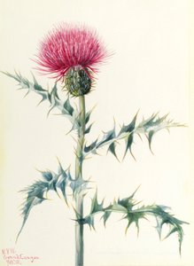 Distel (Cirsium arizonica) door Mary Vaux Walcott