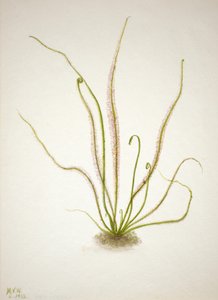 Draadbladige Zonnedauw Drosera rotundifolia, 1933