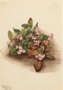 Kruipende Epigaea, 1917