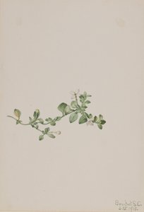 Trailing Houstonia Houstonia procumbens door Mary Vaux Walcott