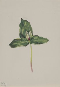 Trillium discolor door Mary Vaux Walcott