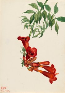 Trompetklimmer Bignonia radicans, 1926 door Mary Vaux Walcott