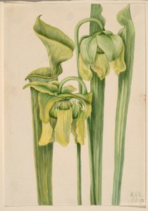 Trompetblad (Sarracenia flava)