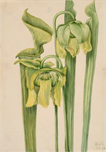 Trompetblad Sarracenia flava, 1920