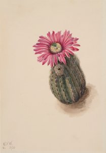 Turkeyhead Cactus Echinocerus perbellus
