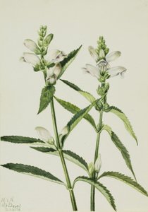 Schildpad (Chelone glabra)