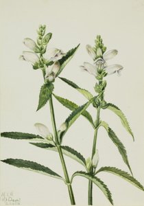 Turtlehead Chelone glabra, 1926