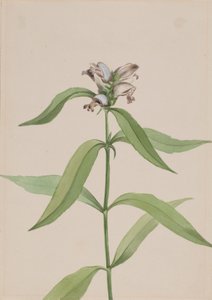 Turtlehead Chelone glabra door Mary Vaux Walcott