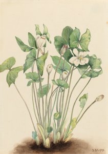 Tweeblad Jeffersonia diphylla, 1919