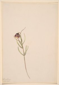 Zonder titel - Bloemenstudie door Mary Vaux Walcott