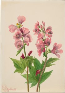 Zonder titel - Bloemenstudie door Mary Vaux Walcott