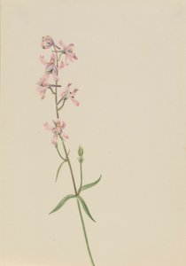 Zonder titel - Bloemenstudie