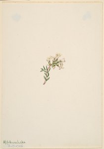 Zonder titel - Bloemenstudie door Mary Vaux Walcott