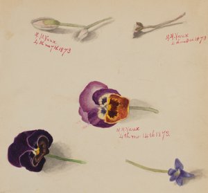Zonder titel - Bloemenstudie, 1873 door Mary Vaux Walcott