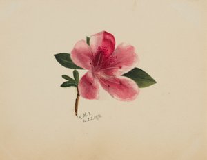 Zonder titel--Bloemenstudie, 1876 door Mary Vaux Walcott