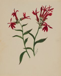 Zonder titel - Bloemenstudie