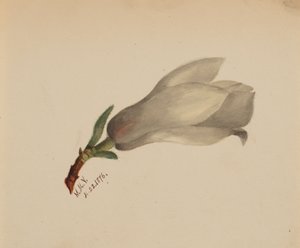 Zonder titel--Bloemenstudie, 1876 door Mary Vaux Walcott