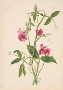 Zonder titel - Bloemenstudie door Mary Vaux Walcott