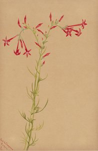 Zonder titel - Bloemenstudie door Mary Vaux Walcott