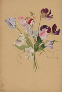 Zonder titel - Bloemenstudie door Mary Vaux Walcott
