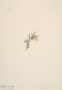 Zonder Titel--Bloemenstudie, 1905 door Mary Vaux Walcott