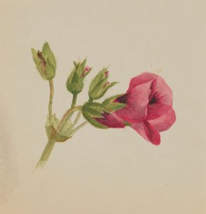 Zonder titel--Bloemenstudie, ca. 1876