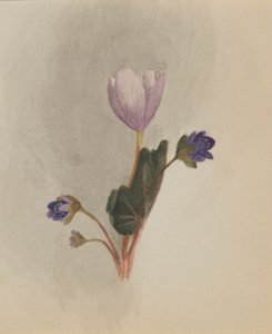 Zonder Titel--Bloemenstudie, ca. 1876 door Mary Vaux Walcott
