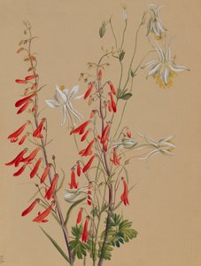 Zonder titel--Bloemenstudie, ca. 1883-1900