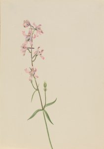 Zonder Titel--Bloemenstudie, ca. 1900-1930