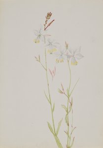 Zonder Titel--Bloemenstudie