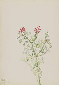 Zonder titel - Plantenstudie door Mary Vaux Walcott