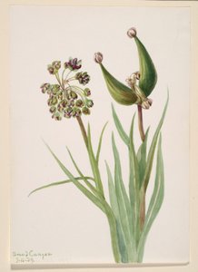 Zonder titel - Plantenstudie door Mary Vaux Walcott