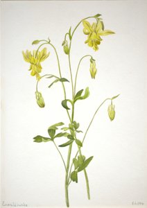 Zonder titel - Plantenstudie door Mary Vaux Walcott