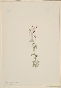 Zonder titel - Plantenstudie door Mary Vaux Walcott