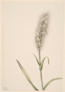 Zonder titel - Plantenstudie door Mary Vaux Walcott