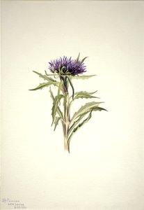 Zonder Titel--Plantenstudie, 1904 door Mary Vaux Walcott