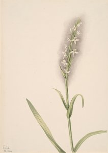 Zonder Titel - Plant Studie, 1904 door Mary Vaux Walcott