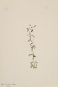 Ongetiteld--Plantstudie, 1905