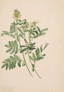 Zonder Titel--Plantenstudie, 1919