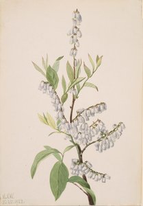 Zonder Titel - Plant Studie, 1923