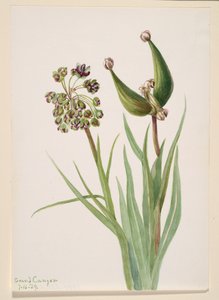 Zonder titel - Plantstudie, 1939 door Mary Vaux Walcott