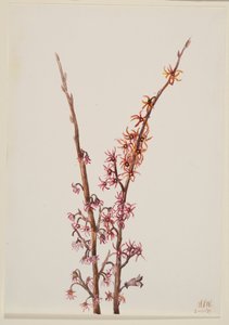 Zonder Titel--Plantenstudie door Mary Vaux Walcott