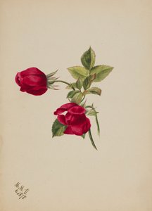 Zonder Titel--Roos