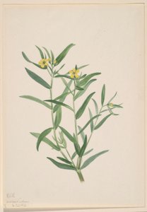 Zonder titel (Bloemstudie) door Mary Vaux Walcott