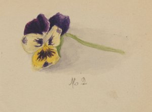 Zonder titel (Viooltje) door Mary Vaux Walcott