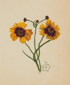 Zonder titel, 1875 door Mary Vaux Walcott