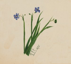 Zonder titel, 1875 door Mary Vaux Walcott