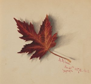 Naamloos herfstblad door Mary Vaux Walcott